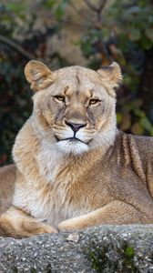Preview wallpaper lioness, pose, predator, big cat, animal