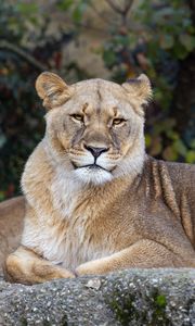 Preview wallpaper lioness, pose, predator, big cat, animal