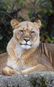 Preview wallpaper lioness, pose, predator, big cat, animal