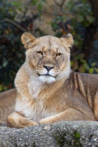Preview wallpaper lioness, pose, predator, big cat, animal