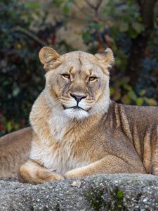 Preview wallpaper lioness, pose, predator, big cat, animal