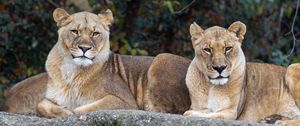Preview wallpaper lioness, pose, predator, big cat, animal