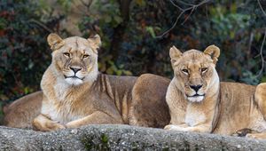 Preview wallpaper lioness, pose, predator, big cat, animal