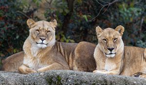 Preview wallpaper lioness, pose, predator, big cat, animal