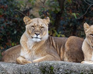 Preview wallpaper lioness, pose, predator, big cat, animal