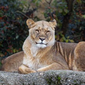 Preview wallpaper lioness, pose, predator, big cat, animal