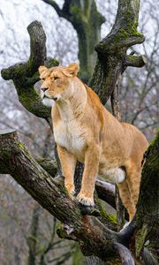 Preview wallpaper lioness, pose, tree, predator, big cat