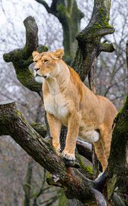 Preview wallpaper lioness, pose, tree, predator, big cat
