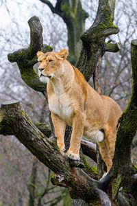 Preview wallpaper lioness, pose, tree, predator, big cat