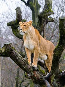 Preview wallpaper lioness, pose, tree, predator, big cat