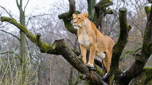 Preview wallpaper lioness, pose, tree, predator, big cat