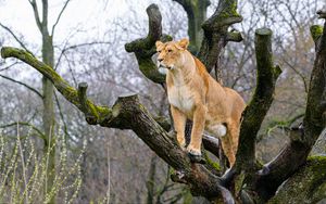 Preview wallpaper lioness, pose, tree, predator, big cat