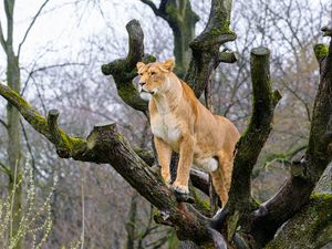 Preview wallpaper lioness, pose, tree, predator, big cat