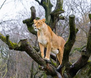 Preview wallpaper lioness, pose, tree, predator, big cat