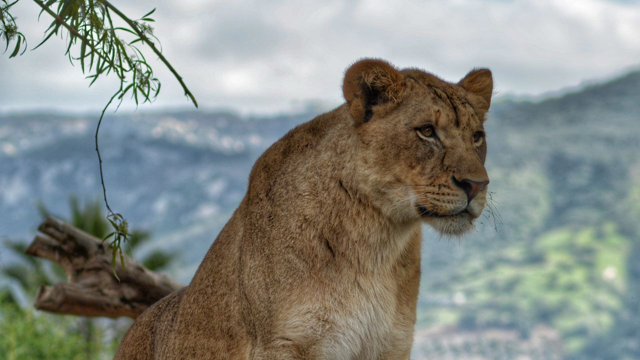 Wallpaper lioness, predator, animal