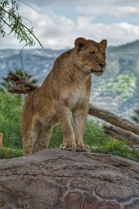 Preview wallpaper lioness, predator, animal