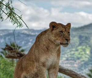 Preview wallpaper lioness, predator, animal