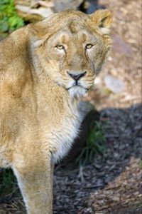 Preview wallpaper lioness, predator, animal, big cat, wildlife