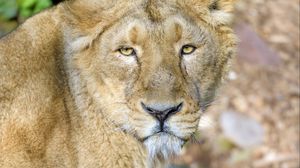 Preview wallpaper lioness, predator, animal, big cat, wildlife