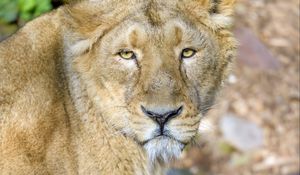 Preview wallpaper lioness, predator, animal, big cat, wildlife