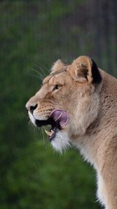 Preview wallpaper lioness, predator, animal, protruding tongue, big cat