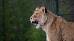 Preview wallpaper lioness, predator, animal, protruding tongue, big cat