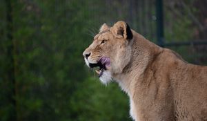 Preview wallpaper lioness, predator, animal, protruding tongue, big cat