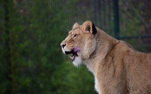 Preview wallpaper lioness, predator, animal, protruding tongue, big cat