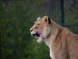 Preview wallpaper lioness, predator, animal, protruding tongue, big cat