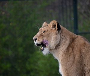 Preview wallpaper lioness, predator, animal, protruding tongue, big cat