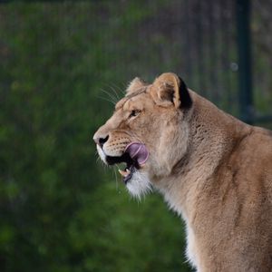 Preview wallpaper lioness, predator, animal, protruding tongue, big cat