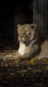 Preview wallpaper lioness, predator, animal, glance, big cat