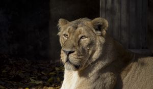 Preview wallpaper lioness, predator, animal, glance, big cat