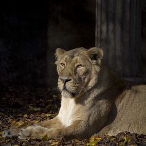 Preview wallpaper lioness, predator, animal, glance, big cat