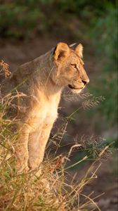 Preview wallpaper lioness, predator, animal, big cat