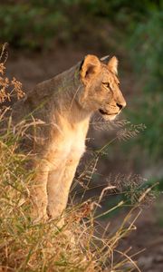 Preview wallpaper lioness, predator, animal, big cat