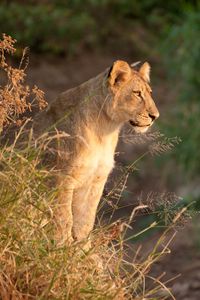 Preview wallpaper lioness, predator, animal, big cat