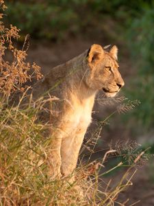 Preview wallpaper lioness, predator, animal, big cat