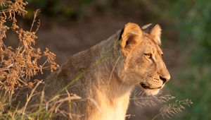 Preview wallpaper lioness, predator, animal, big cat