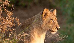 Preview wallpaper lioness, predator, animal, big cat