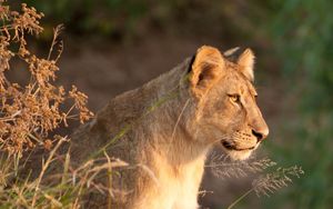 Preview wallpaper lioness, predator, animal, big cat