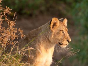 Preview wallpaper lioness, predator, animal, big cat