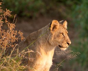 Preview wallpaper lioness, predator, animal, big cat