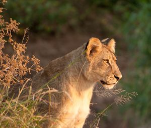 Preview wallpaper lioness, predator, animal, big cat