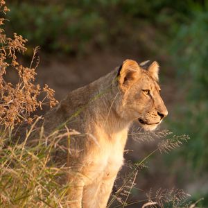 Preview wallpaper lioness, predator, animal, big cat