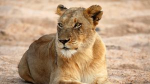Preview wallpaper lioness, predator, animal, big cat, glance