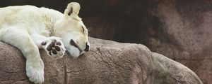 Preview wallpaper lioness, predator, asleep