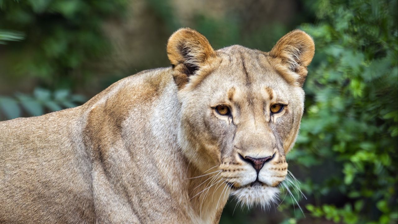 Wallpaper lioness, predator, big cat, grass, blur