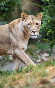 Preview wallpaper lioness, predator, big cat, grass, blur