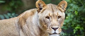 Preview wallpaper lioness, predator, big cat, grass, blur